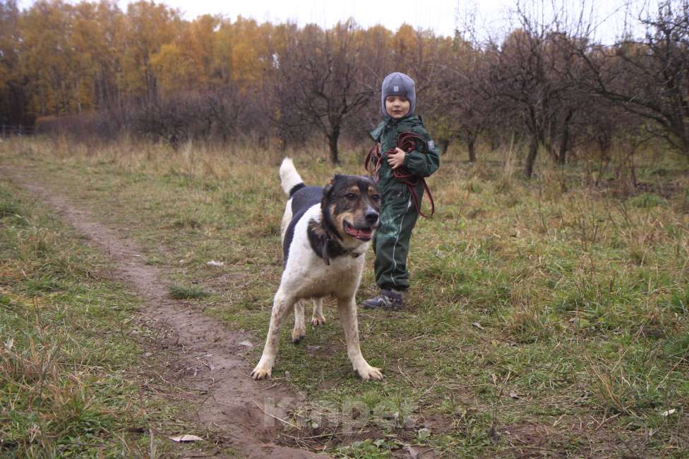 Собаки в Видном: Ра, 2 года Мальчик, Бесплатно - фото 9