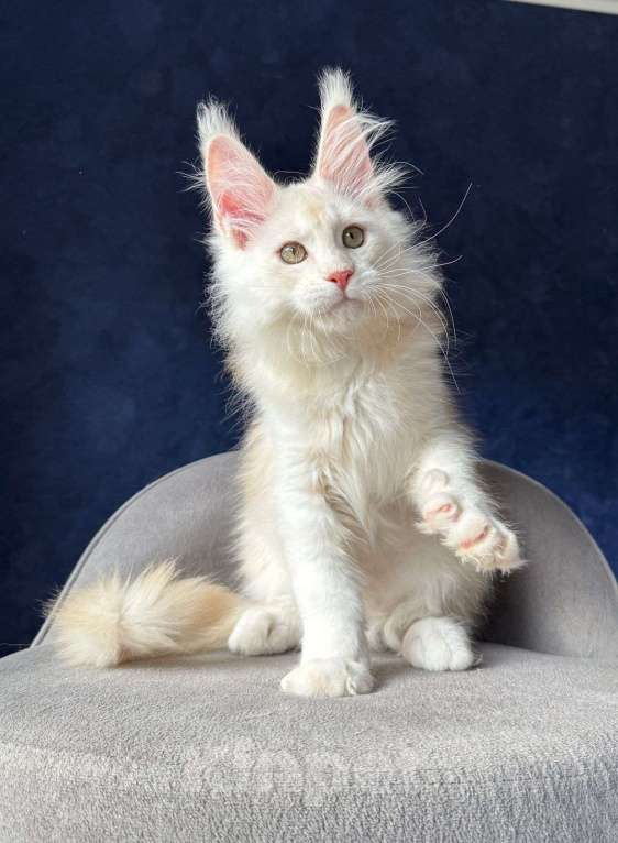 Кошки в Москве: Шикарный мейн кун Мальчик, 50 000 руб. - фото 3