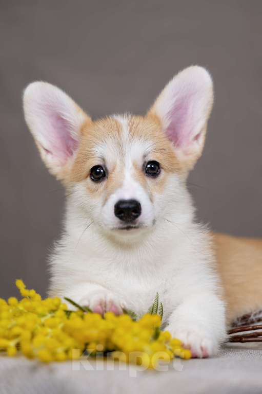 Собаки в Перми: Щенки вельш корги пемброк девочки Девочка, 55 000 руб. - фото 2