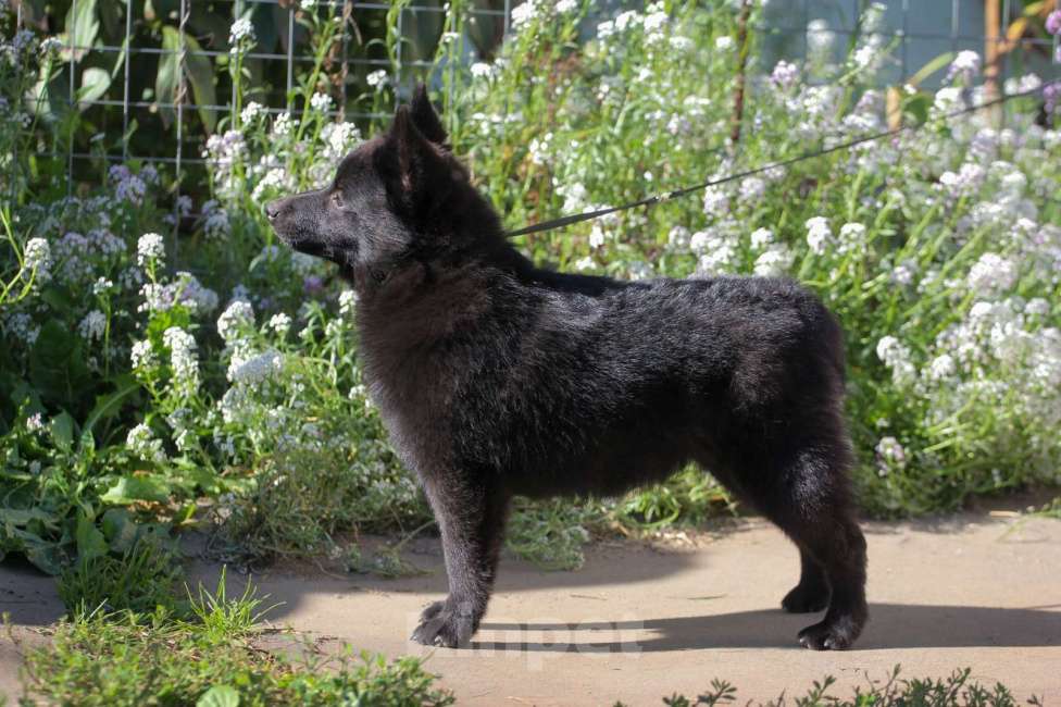 Собаки в других городах Московской области: красавица Девочка, 85 000 руб. - фото 5