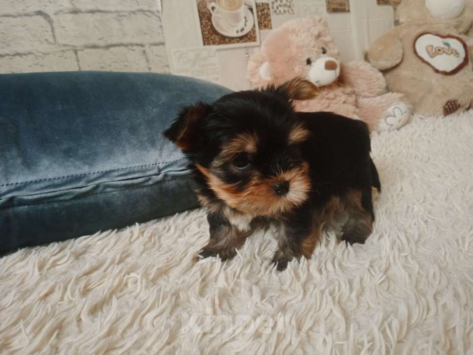 Собаки в Челябинске: Щенки йоркшеркого терьера Мальчик, 20 000 руб. - фото 1