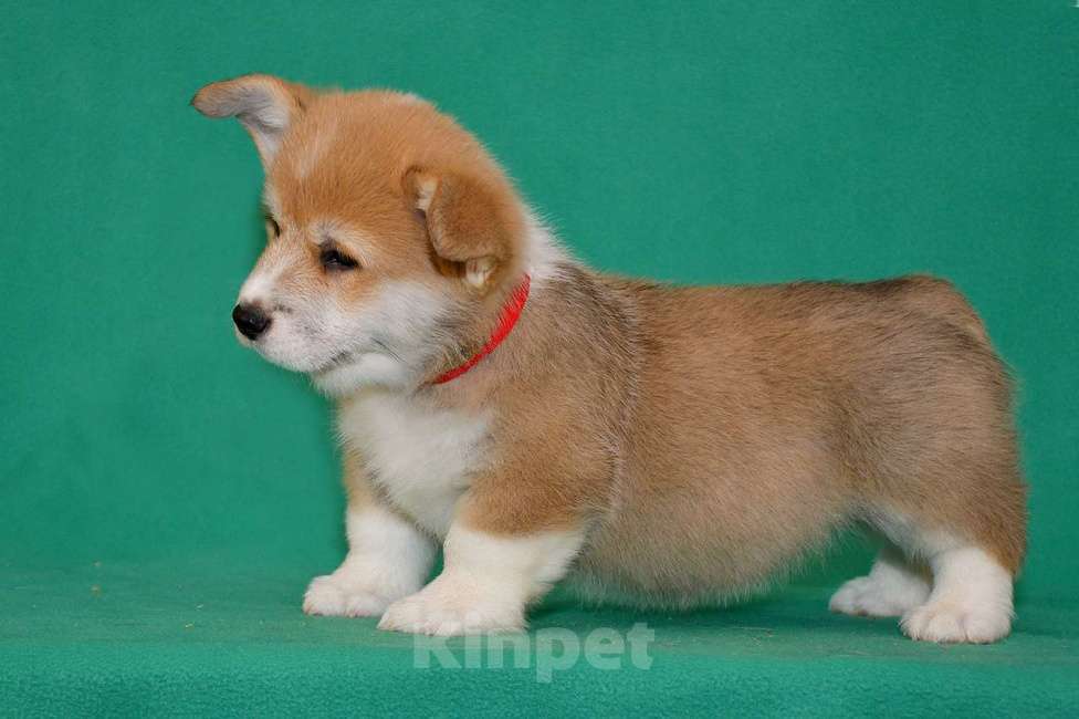 Собаки в Ростове-на-Дону: Мальчики Вельш-корги Пемброк  Мальчик, 50 000 руб. - фото 1