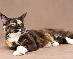 Кошки в Москве: Кошка Триша в добрые руки Девочка, Бесплатно - фото 3