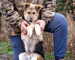 Собаки в Москве: Скромный, небольшой мальчик в добрые руки Мальчик, Бесплатно - фото 5