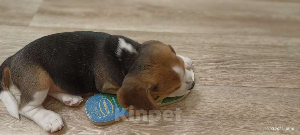 Собаки в Нижнем Новгороде: Щенки бигля Девочка, 35 000 руб. - фото 2