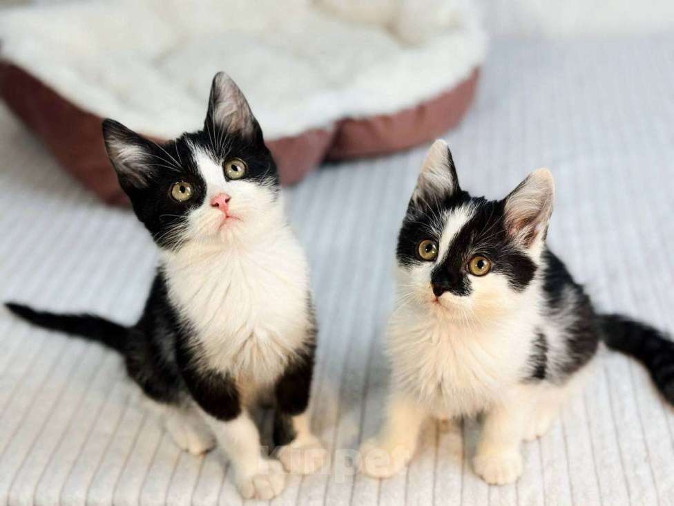 Кошки в Балашихе: Лунтик и Фиксик в одни добрые руки Мальчик, Бесплатно - фото 3