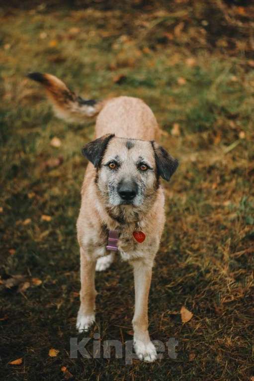 Собаки в Москве: Спокойная собачка Тера из Курска в добрые руки Девочка, 1 руб. - фото 2