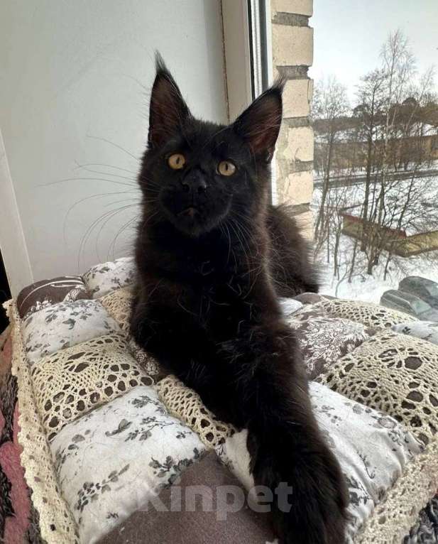 Кошки в Санкт-Петербурге: Продажа мейн-кун питомник Мальчик, 50 000 руб. - фото 1