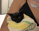 Кошки в Ставрополе: Котенок в добрые руки Девочка, Бесплатно - фото 3