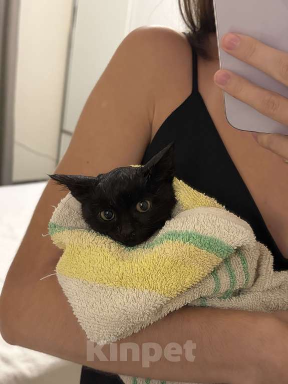 Кошки в Ставрополе: Котенок в добрые руки Девочка, Бесплатно - фото 3