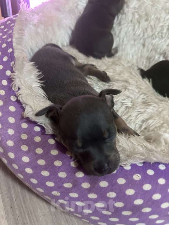 Собаки в Армавире: Мини тойчик Девочка, 15 000 руб. - фото 2