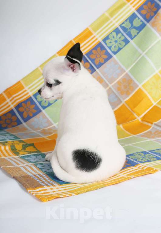 Собаки в Люберцах: продажа щенков чихухуа Девочка, 75 000 руб. - фото 2