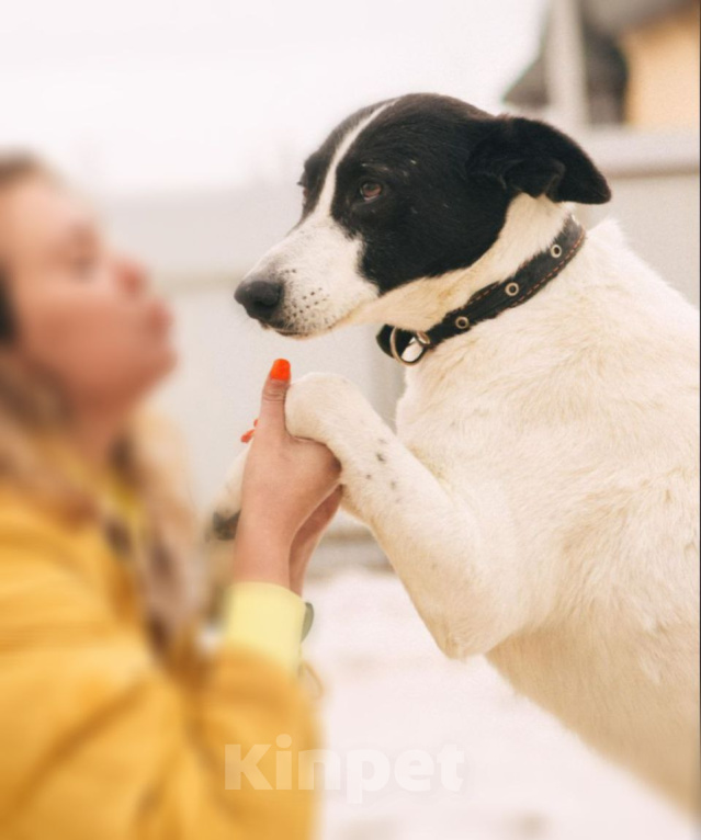Собаки в Рязани: Бэт - стройная воспитанная собака Девочка, Бесплатно - фото 3