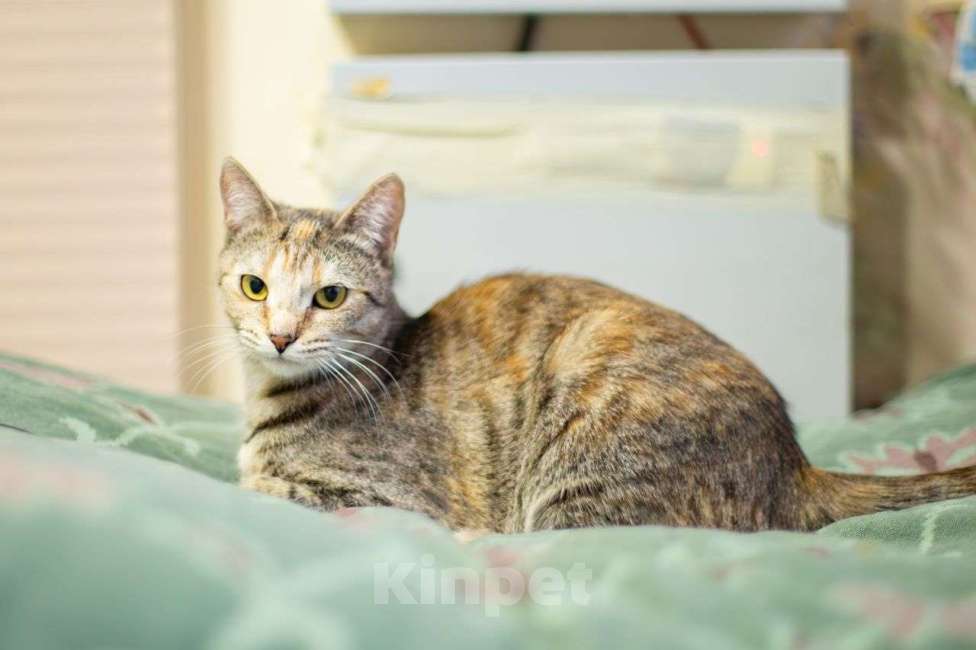 Кошки в Москве: Ласковая кошечка Анфиса ищет людей, которым она сможет подарить свою любовь! Девочка, Бесплатно - фото 2