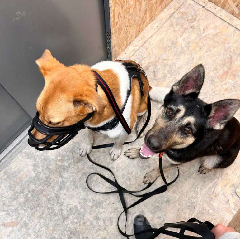 Собаки в Москве: Бруну выкинули хозяева, потому что она оказалась "недостаточно породистая".. 💔 Девочка, Бесплатно - фото 4