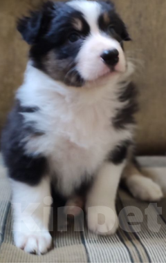 Собаки в Москве: Щенки австралийской овчарки (Аусси) Девочка, Бесплатно - фото 2