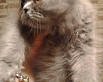 Кошки в Малмыже: Персидские голубые чистокровные котята ., 1 500 руб. - фото 7