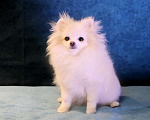 Собаки в Москве: померанский шпиц ркф девочка Девочка, 50 000 руб. - фото 3