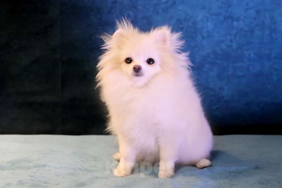 Собаки в Москве: померанский шпиц ркф девочка Девочка, 50 000 руб. - фото 3