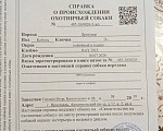 Собаки в Ярославле: Щенки Дратхаара Мальчик, Бесплатно - фото 10