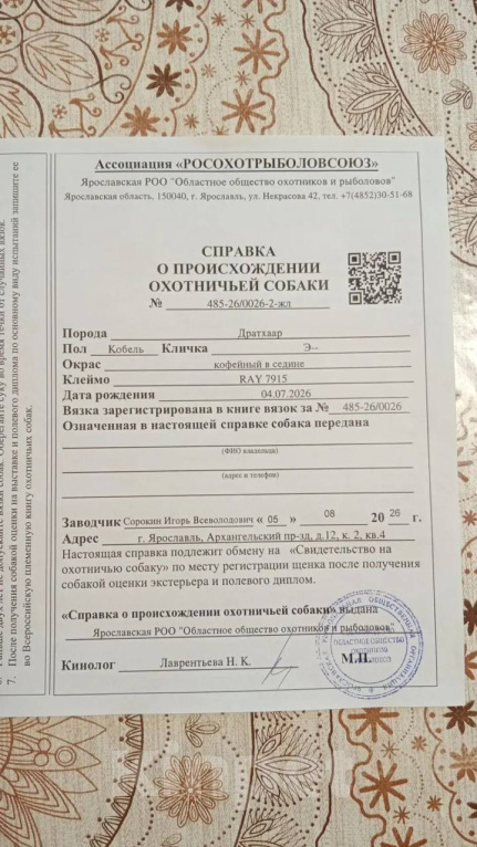 Собаки в Ярославле: Щенки Дратхаара Мальчик, Бесплатно - фото 10