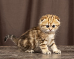 Кошки в Видном: Шотландский котенок девочка Девочка, 30 000 руб. - фото 1