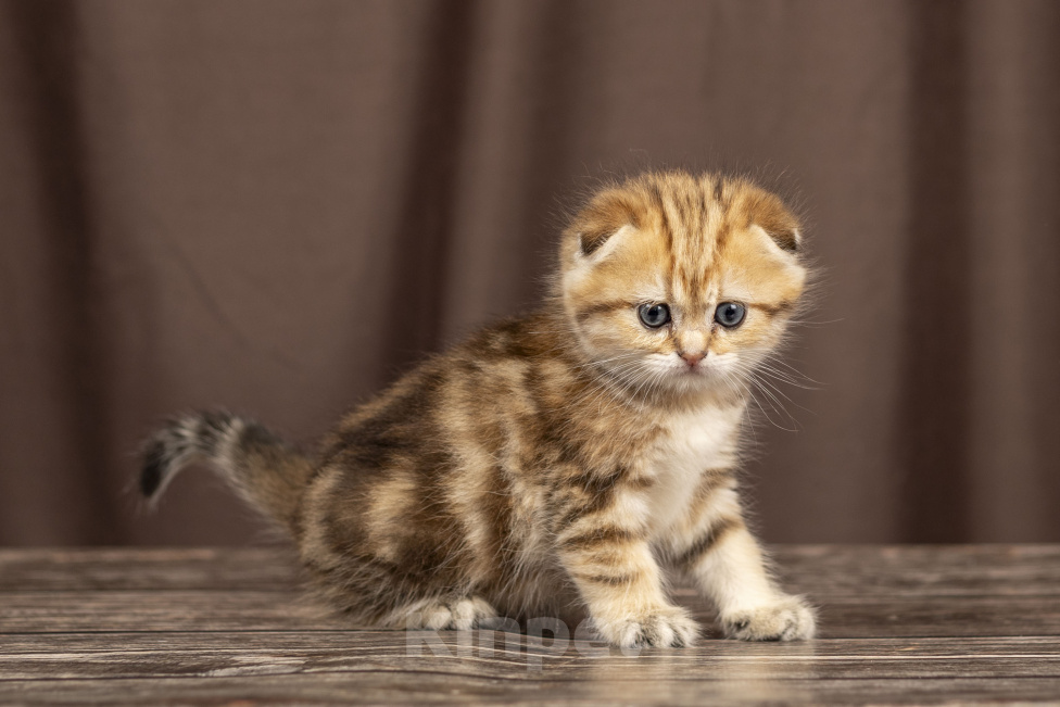 Кошки в Видном: Шотландский котенок девочка Девочка, 30 000 руб. - фото 1