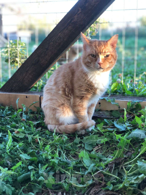 Кошки в Дмитрове: Выброшен, предан и никому не нужен. Мальчик, Бесплатно - фото 9
