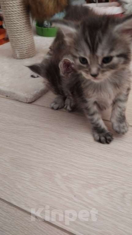 Кошки в Ставрополе: Лиана девочка Девочка, 15 000 руб. - фото 9