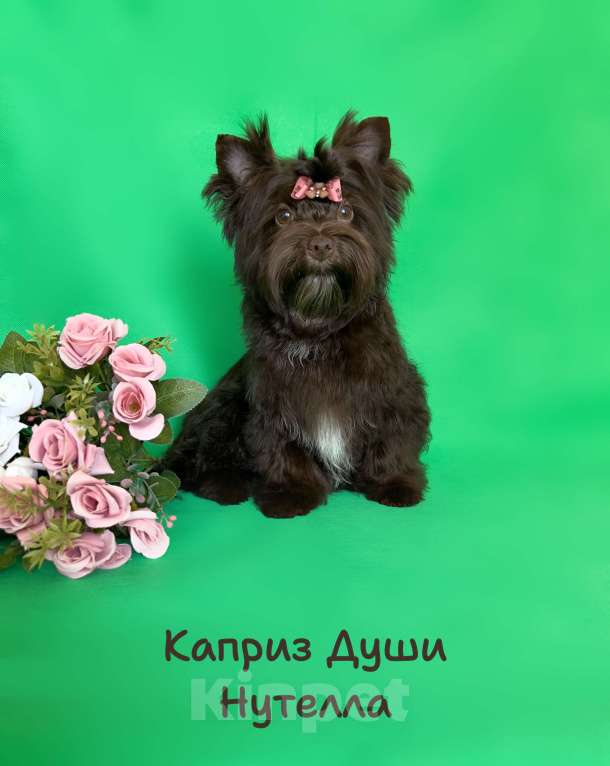 Собаки в Санкт-Петербурге: Девочка шоко йорка Нутелла Девочка, 50 000 руб. - фото 5