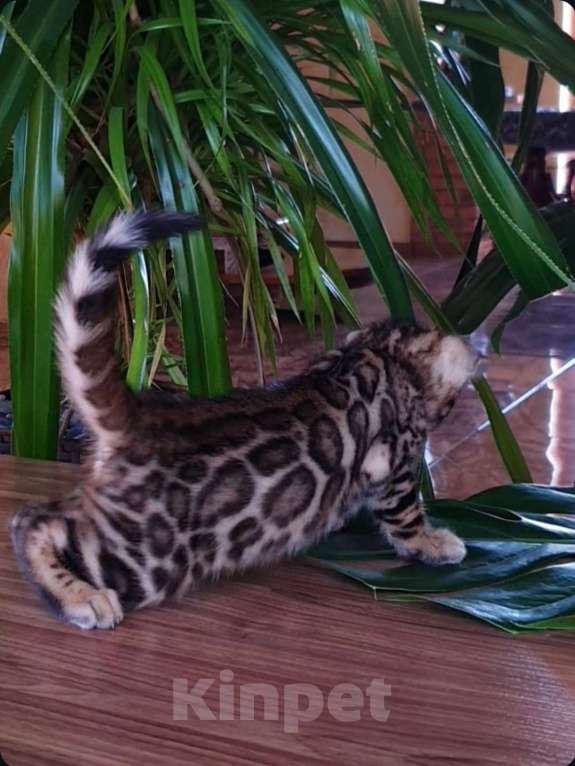 Кошки в Москве: Бенгальская девочка Девочка, 90 000 руб. - фото 3