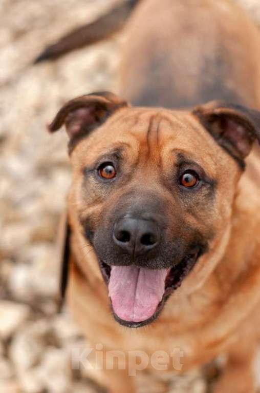 Собаки в Москве: Ка-де-бо Мило в добрые руки Мальчик, Бесплатно - фото 5