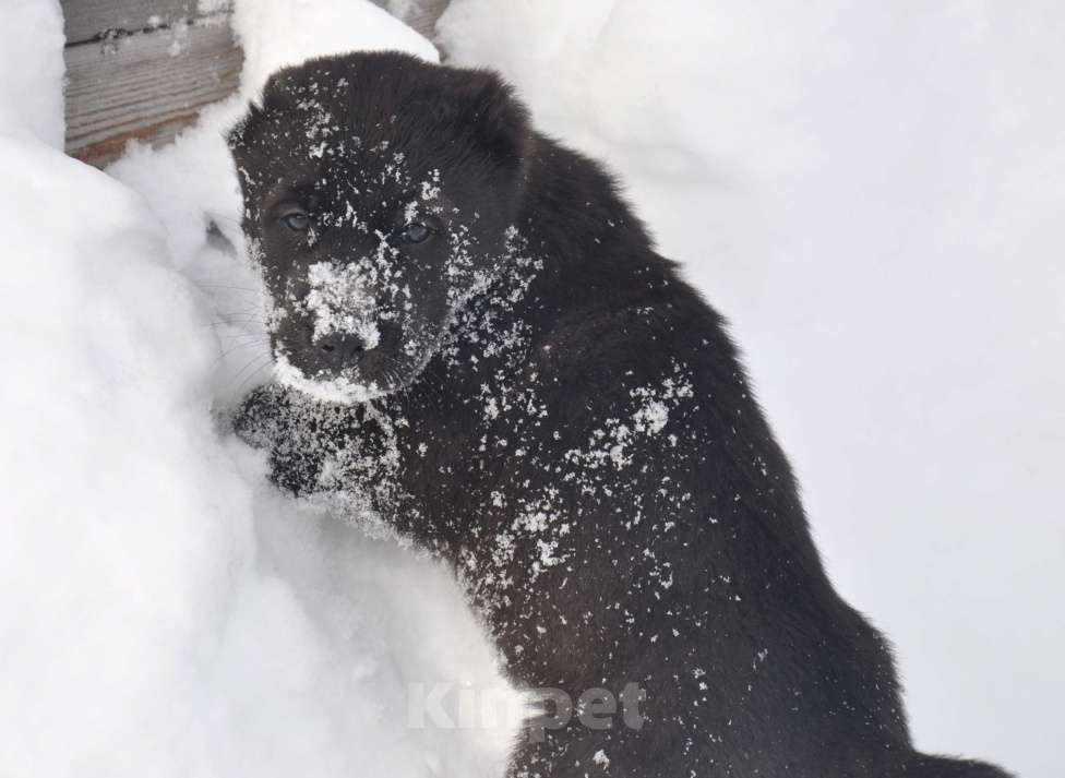 Собаки в Новосибирске: Щенки алабая (среднеазиатской овчарки) Мальчик, Бесплатно - фото 4