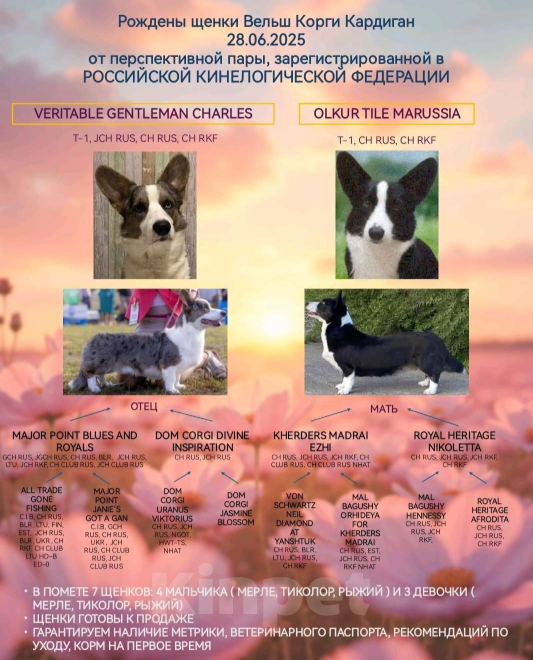 Собаки в Нижнем Новгороде: Вельш Корги Кардиган продажа  Девочка, 35 000 руб. - фото 5