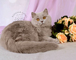 Кошки в Санкт-Петербурге: Британская кошечка теплого лилового окраса Девочка, 10 000 руб. - фото 1