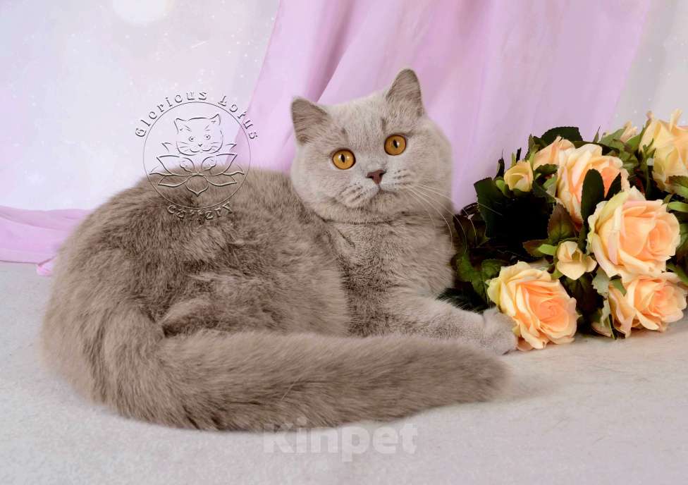 Кошки в Санкт-Петербурге: Британская кошечка теплого лилового окраса Девочка, 10 000 руб. - фото 1