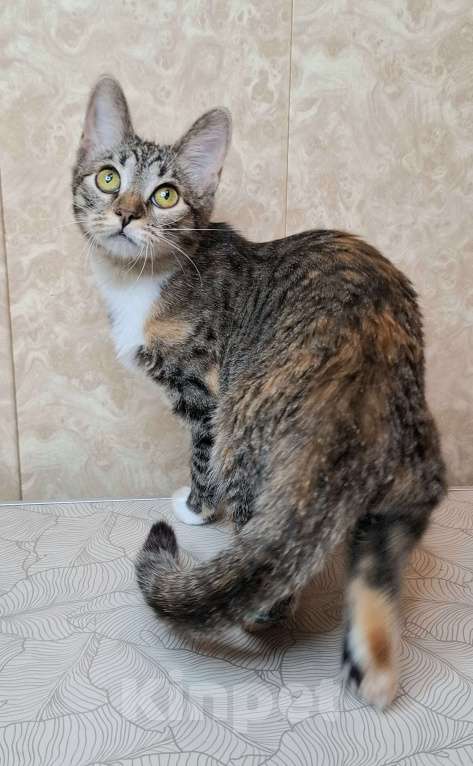 Кошки в Москве: Трехцветная кошечка-подросток в добрые руки  Девочка, Бесплатно - фото 3
