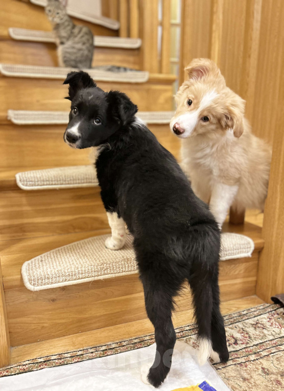 Собаки в Москве: Щенок Бордер колли девочка Девочка, 70 000 руб. - фото 3