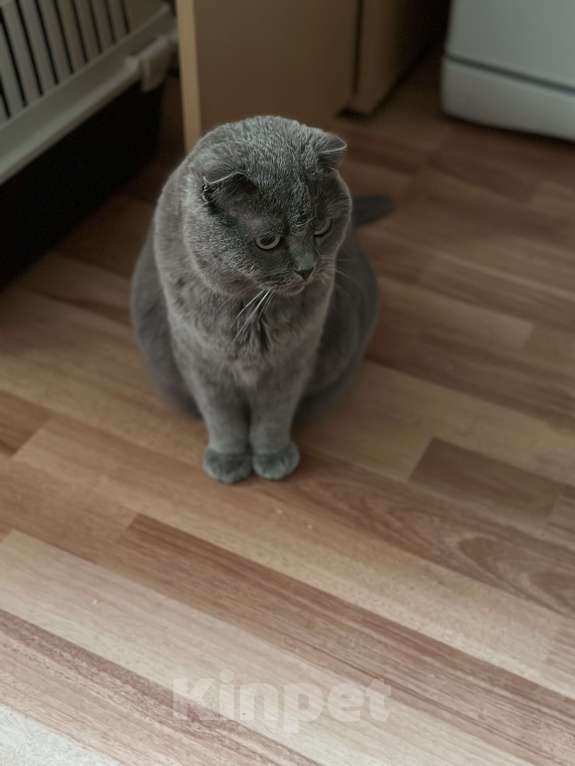 Кошки в Балашихе: Моника ищут свое семью  Девочка, Бесплатно - фото 7