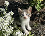 Кошки в Самаре: Отдам бесплатно котенка. Разнополые, Бесплатно - фото 1