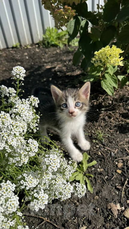 Кошки в Самаре: Отдам бесплатно котенка. Разнополые, Бесплатно - фото 1