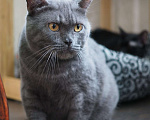 Кошки в Люберцах: Ищет дом ласковый красавец Мэйсон Мальчик, 10 руб. - фото 3