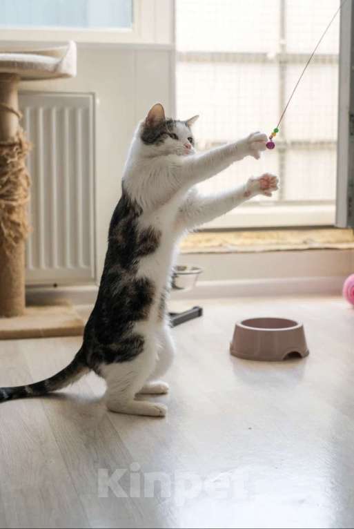 Кошки в Санкт-Петербурге: Герда из приюта Девочка, Бесплатно - фото 6