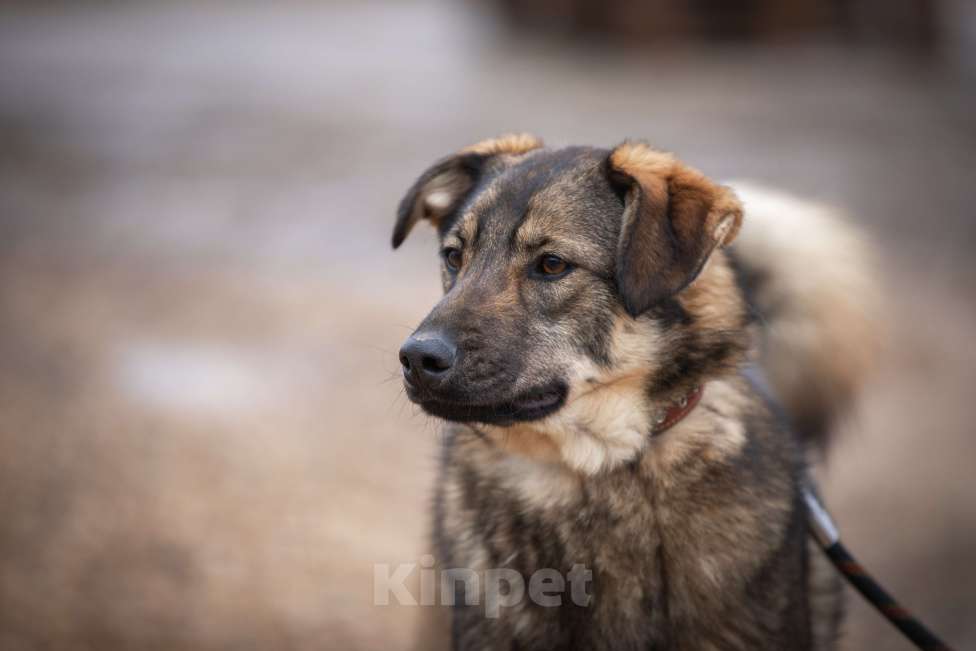 Собаки в Москве: Шepи Девочка, Бесплатно - фото 6