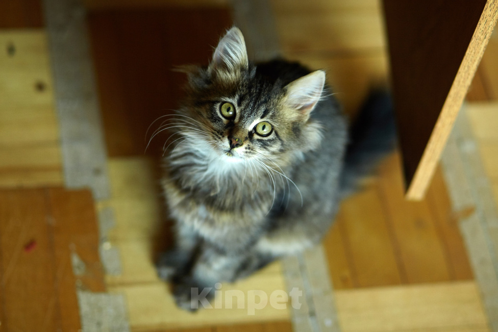 Кошки в Москве: мальчик 4 месяца Мальчик, Бесплатно - фото 3