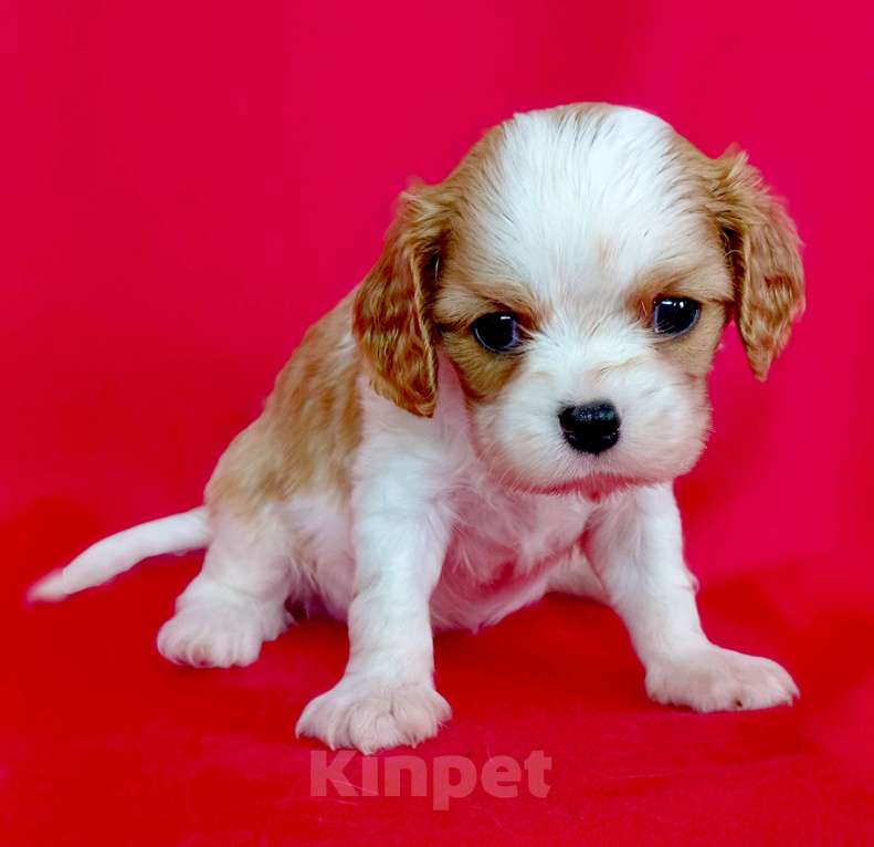 Собаки в Москве: Девочка Кавалер Кинг Чарльз Спаниель Девочка, 120 000 руб. - фото 5