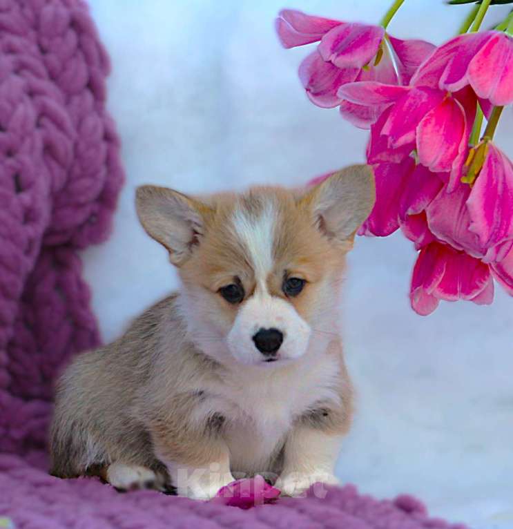 Собаки в других городах Московской области: кобель вельш корги пемброк Мальчик, 65 000 руб. - фото 4