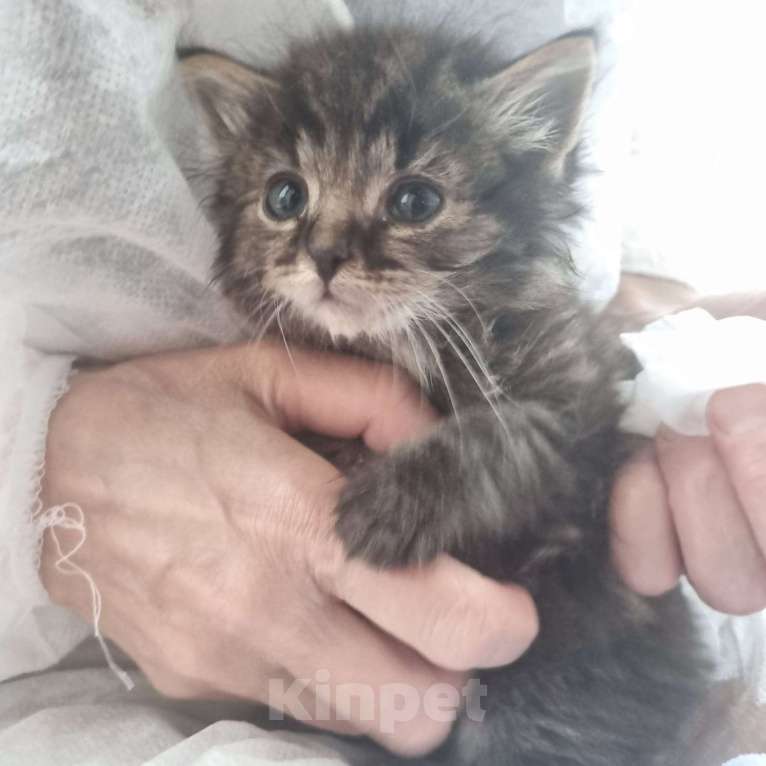 Кошки в Москве: Чудесные котята Тим и Том в добрые руки. Мальчик, Бесплатно - фото 5