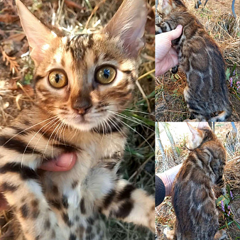 Бенгальская девочка