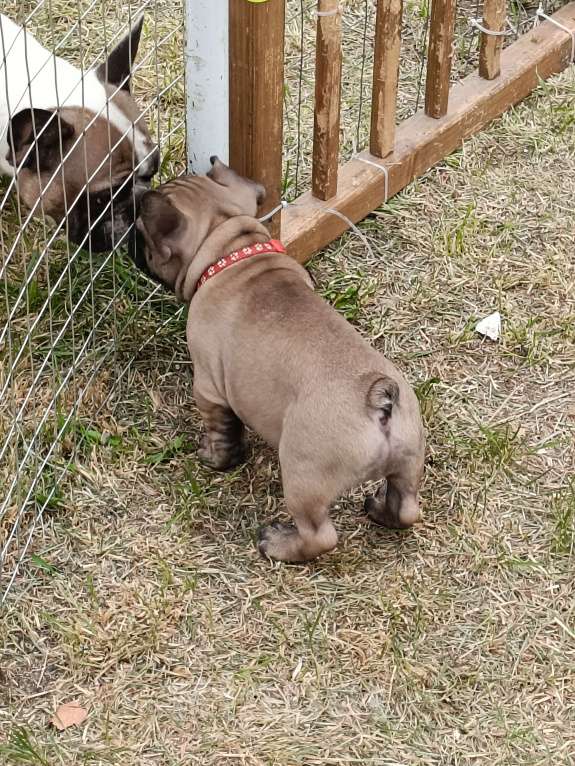 Собаки в других городах Воронежской области: Мальчик французик Мальчик, 60 000 руб. - фото 2